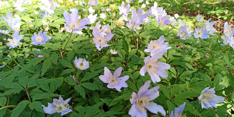 Anemone nemorosa 'Royal Blue' Ветреница дубравная